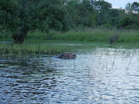 1_Wild Hippo_2